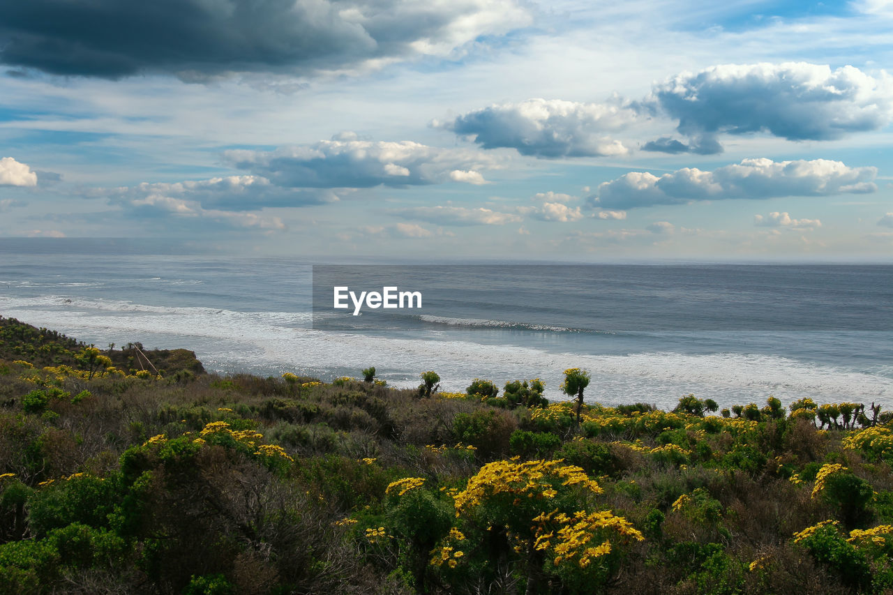 PLANTS GROWING ON BEACH AGAINST SKY