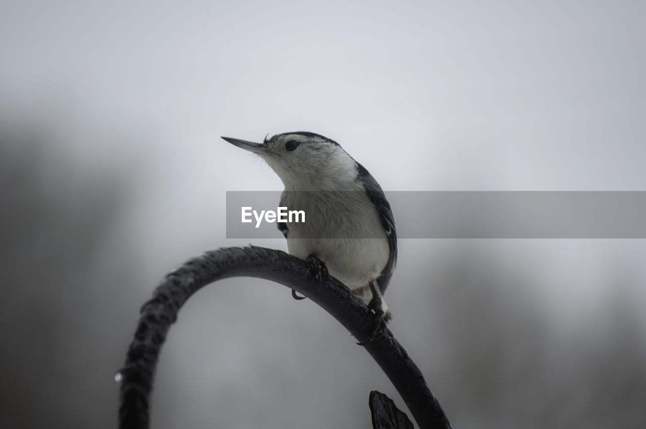 Nuthatch in the winter