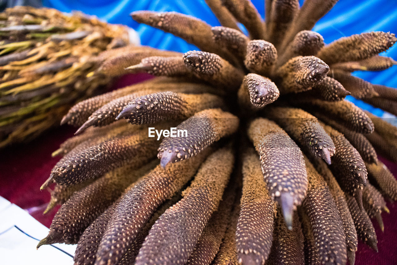 full frame shot of pine cone