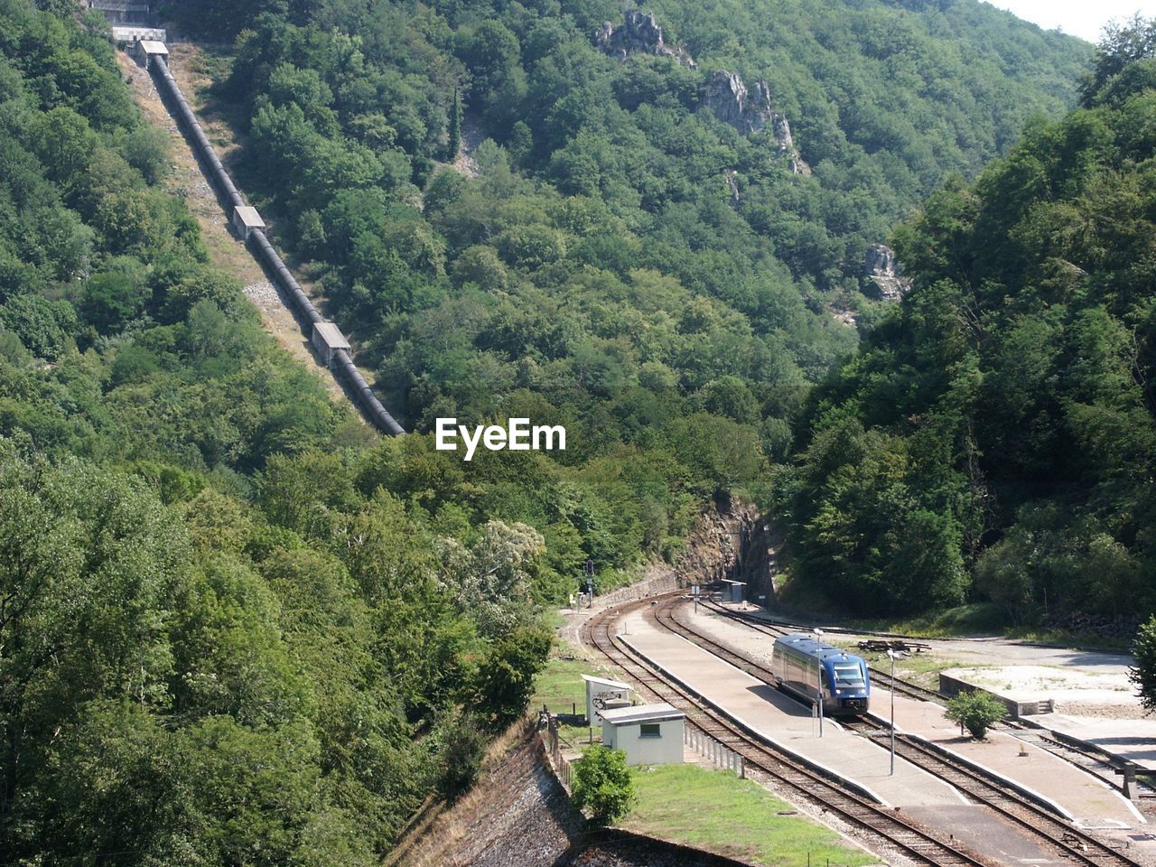 Trees growing by railroad tracks
