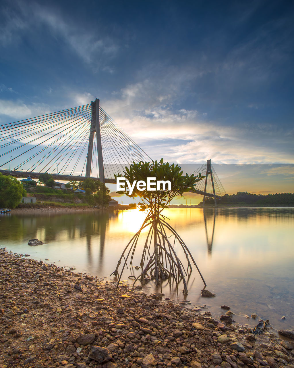 Mangrove and bridge