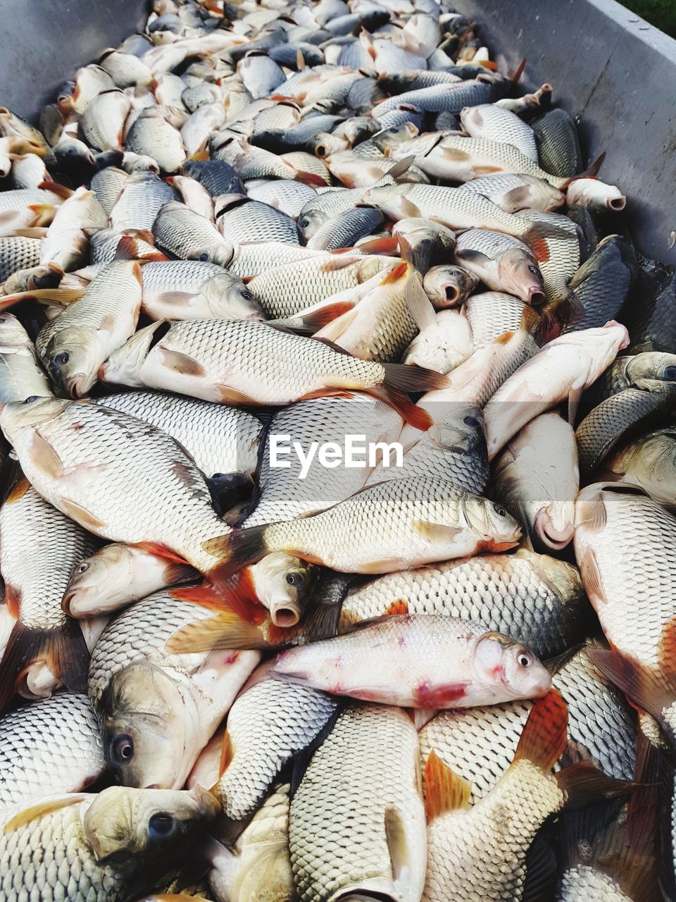 High angle view of fish for sale at market stall