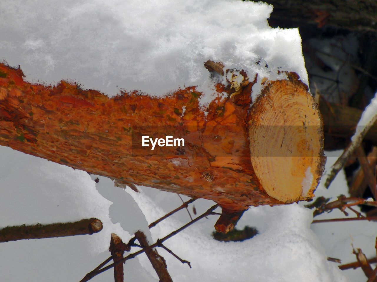 CLOSE-UP OF SNOW COVERED TREE