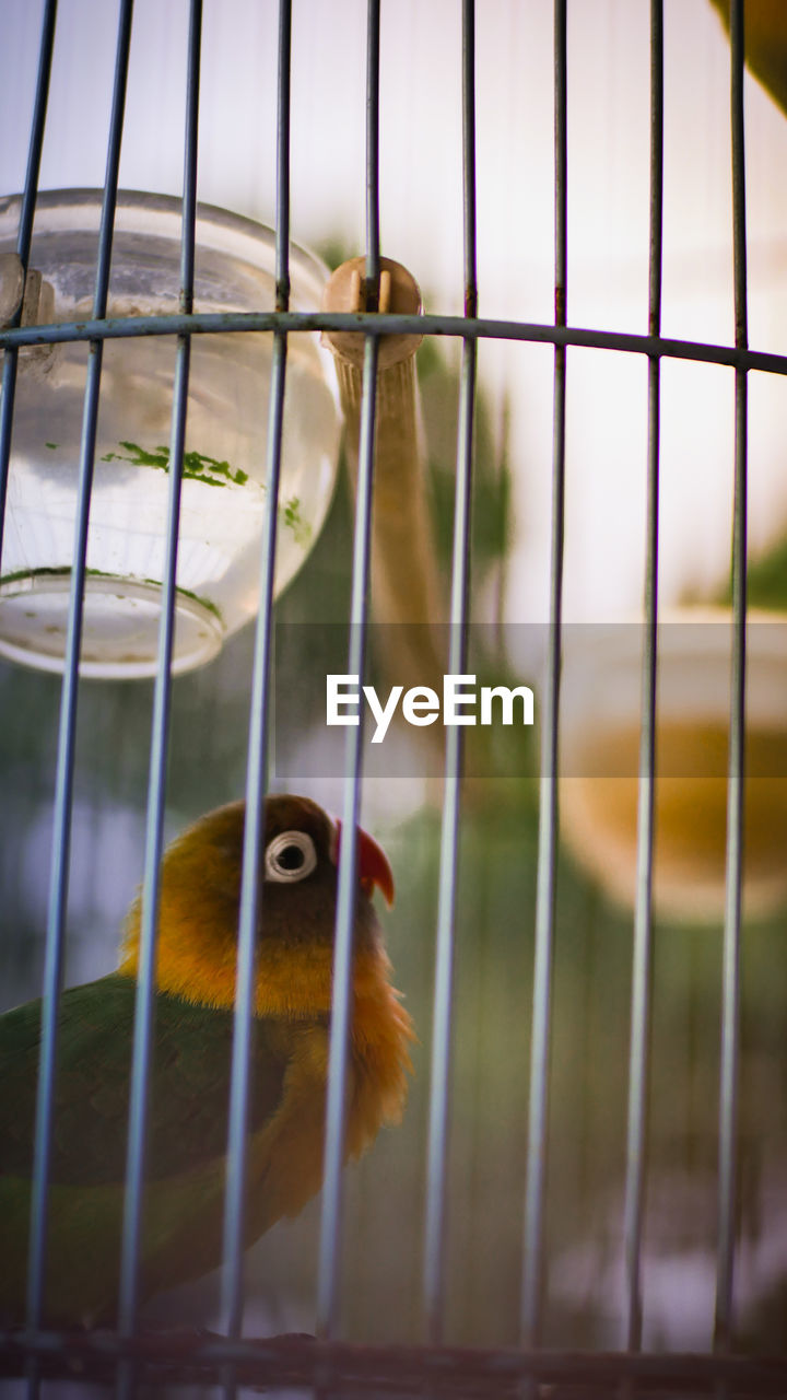 Close-up of bird in cage