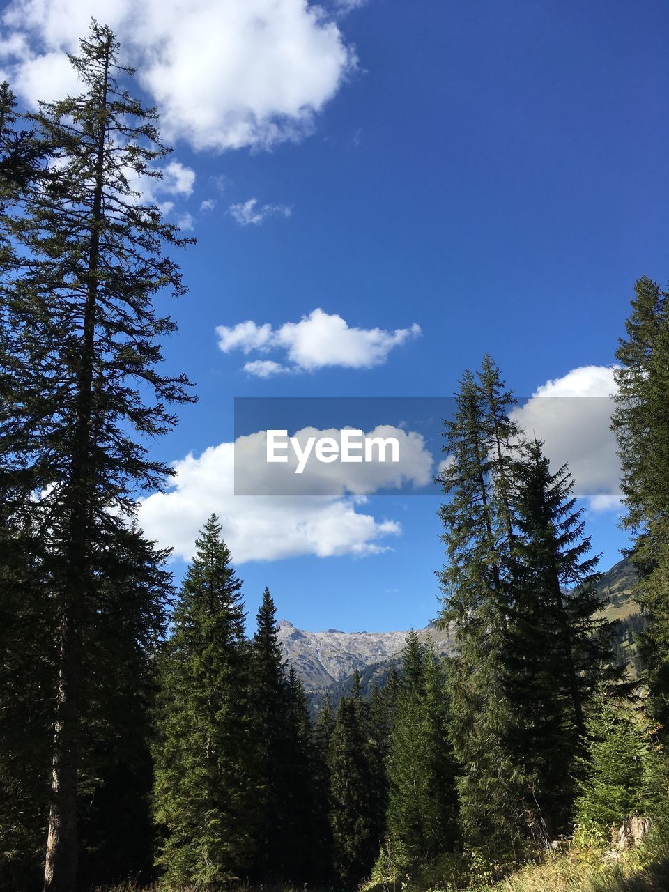 LOW ANGLE VIEW OF PINE TREES IN FOREST AGAINST BLUE SKY