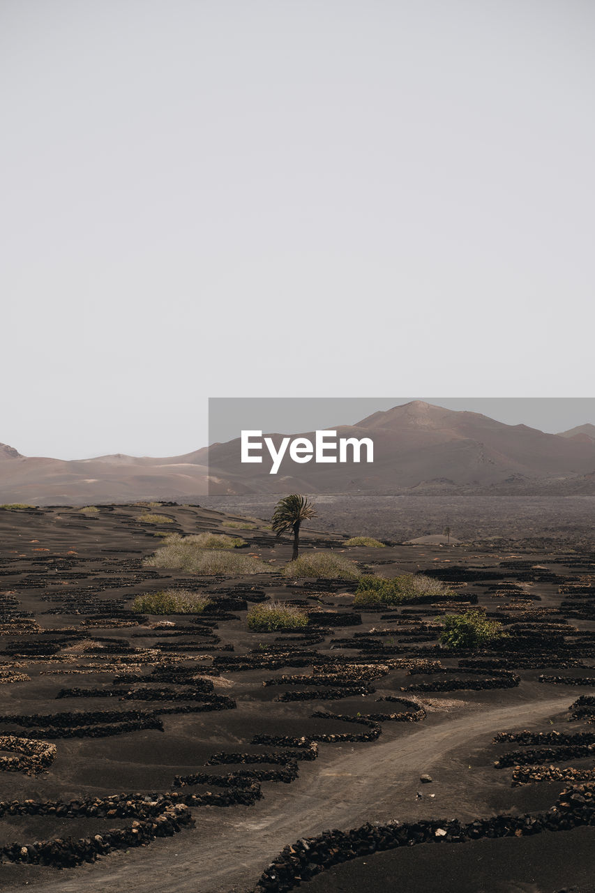 Palm tree in the middle of a volcanic wineyard in lanzarote, spain