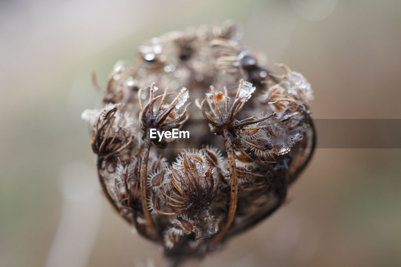 Close-up of dried plant