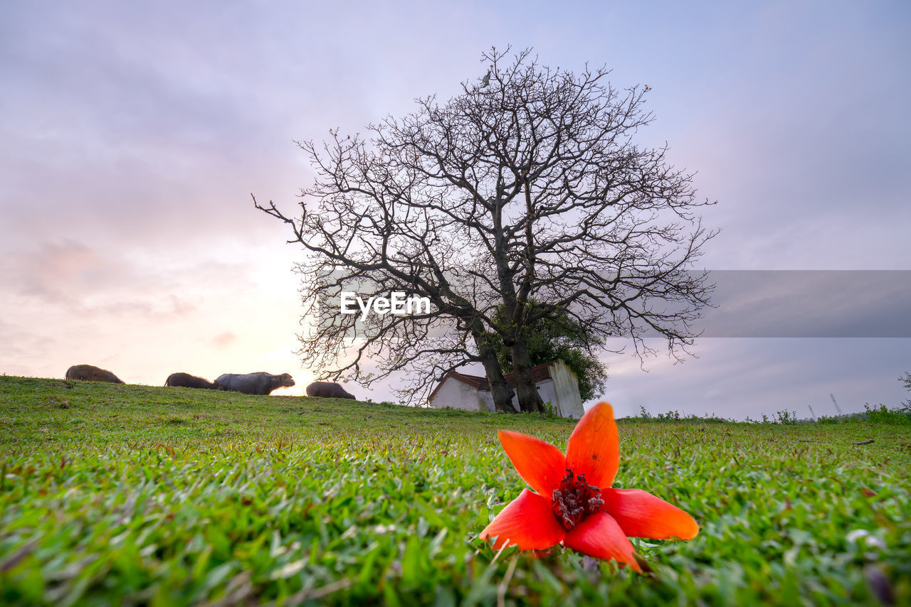SCENIC VIEW OF FLOWERING PLANT ON FIELD