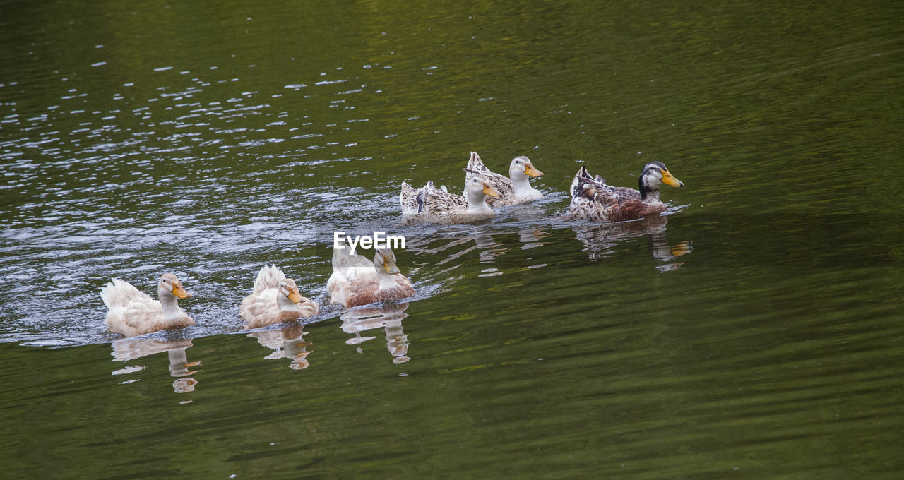 Close-up of ducks swimming on lake