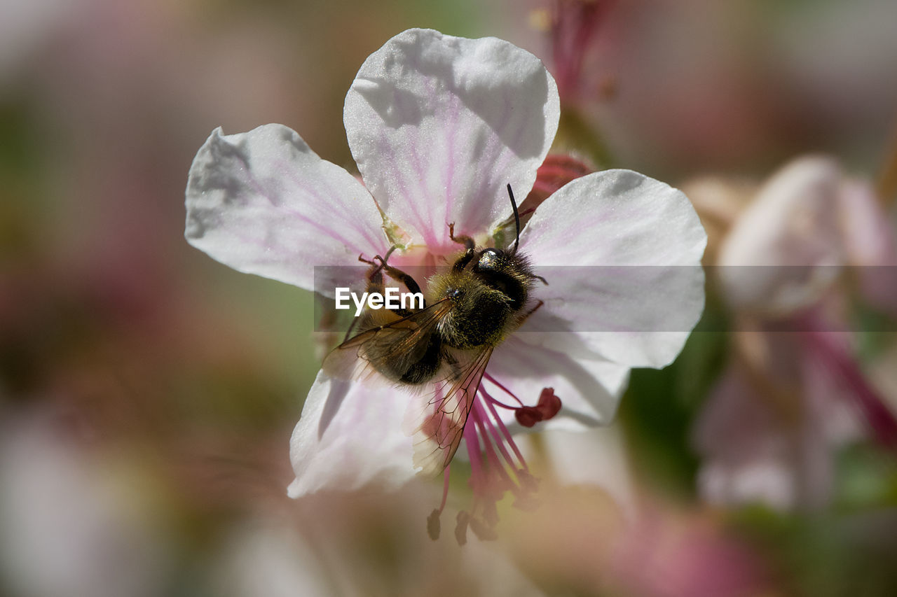 CLOSE-UP OF BEE POLLINATING ON PINK FLOWER