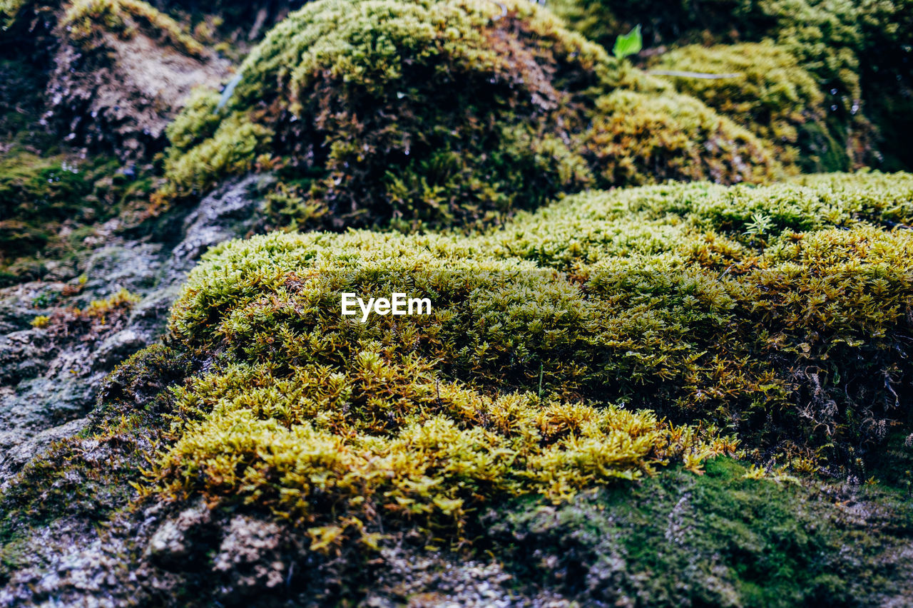 Closeup of moss in forest