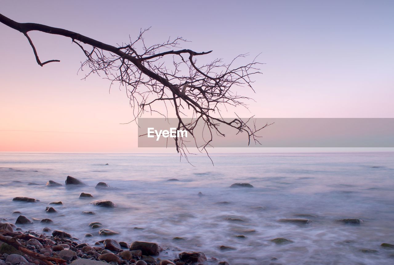 Romantic atmosphere, colorful sunset at sea. stony beach with bended tree and hot pink sky.