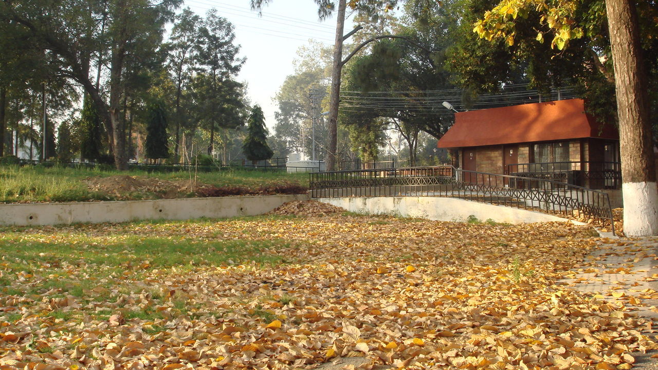 Fallen leaves in park