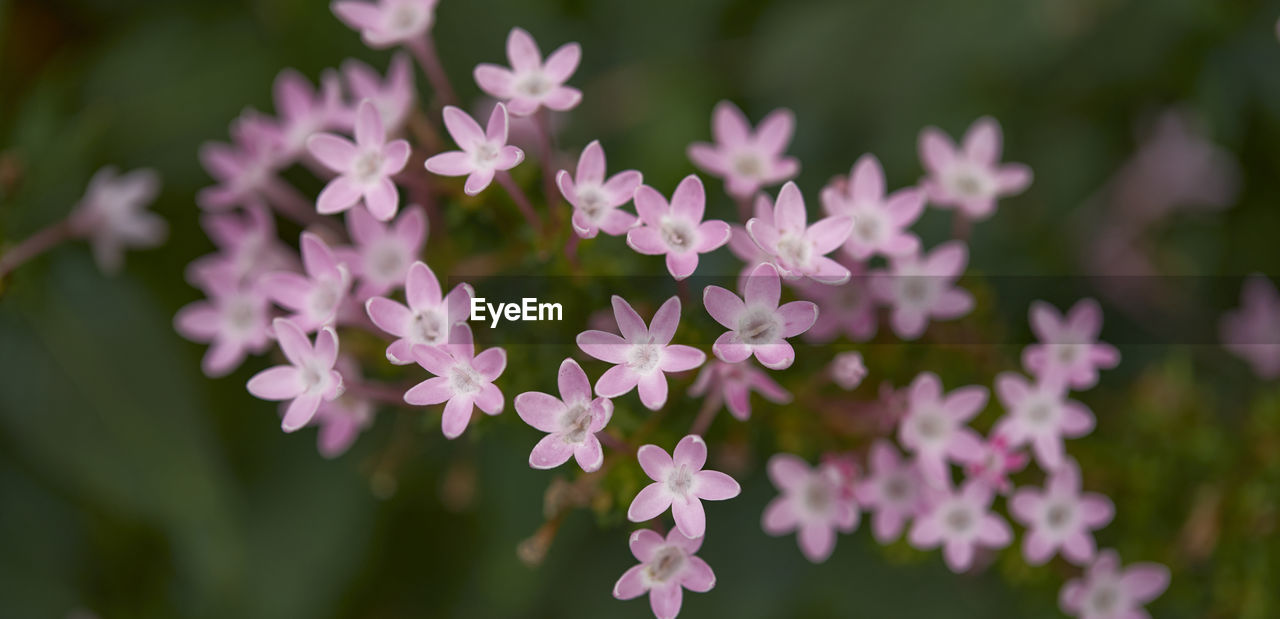 flower, flowering plant, plant, beauty in nature, freshness, nature, close-up, purple, macro photography, fragility, lilac, herb, blossom, no people, petal, inflorescence, pink, growth, wildflower, focus on foreground, flower head, outdoors, botany, food and drink, springtime, food, selective focus, summer, environment, day, plant part, medicine