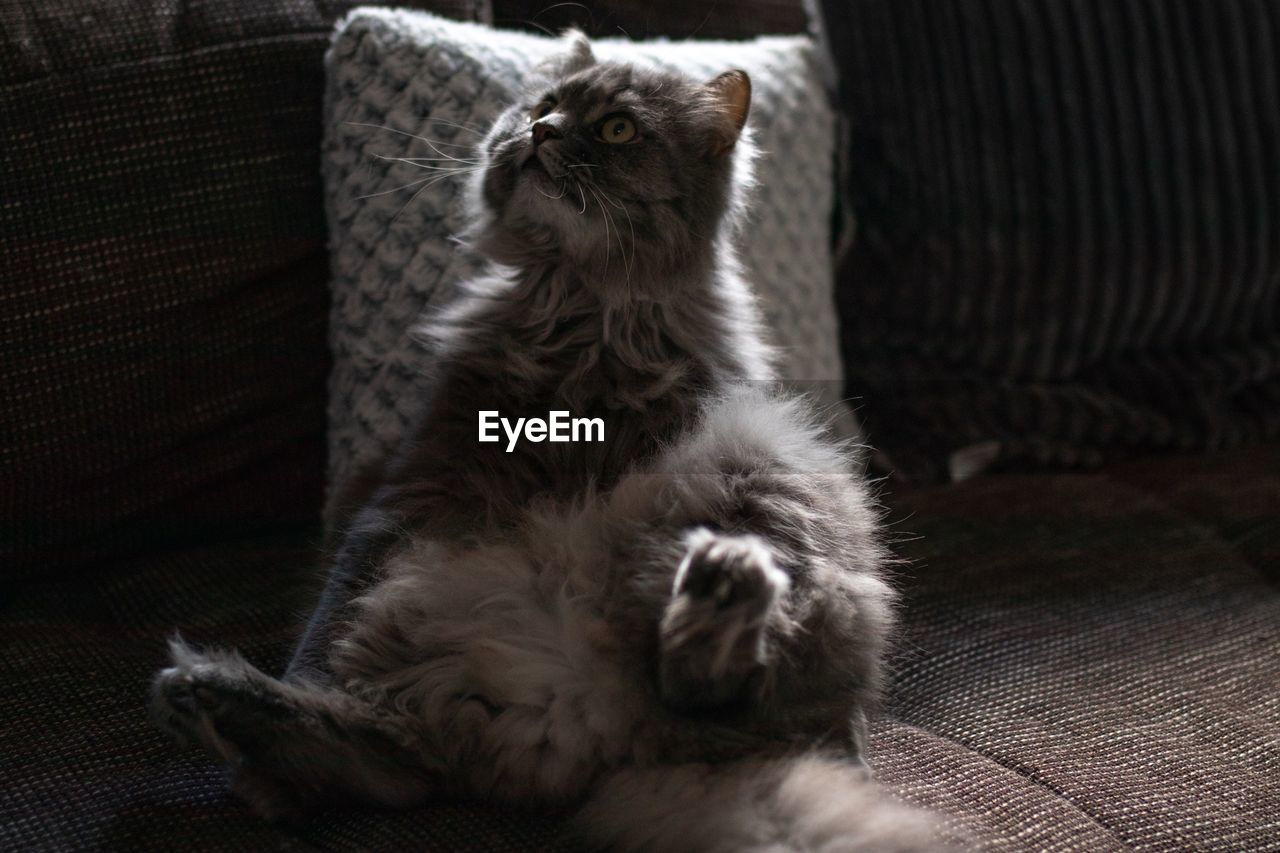 Sitting cat