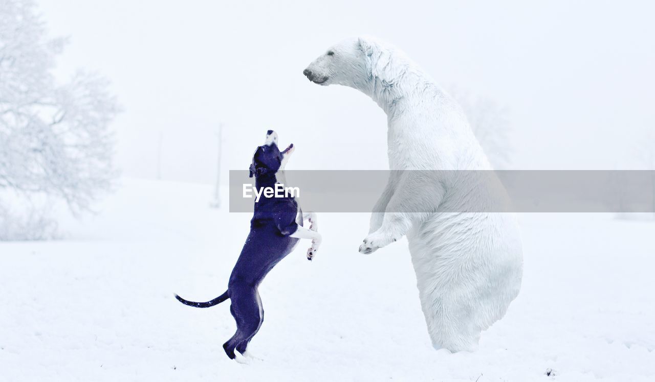 VIEW OF HORSE ON SNOWY FIELD