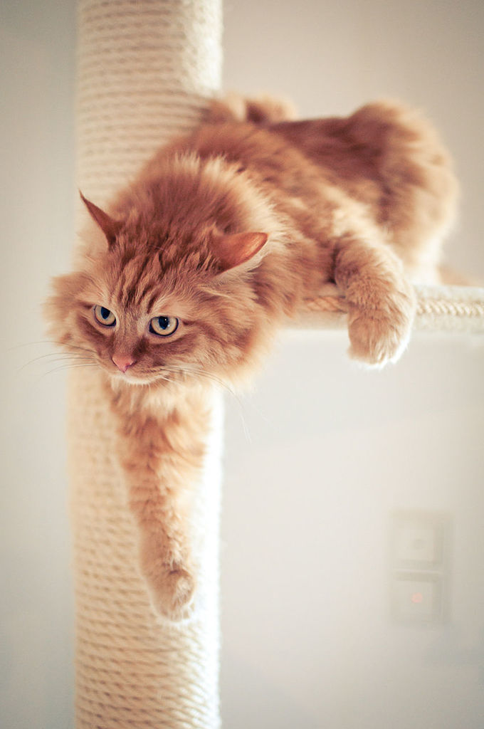 CLOSE-UP OF CATS