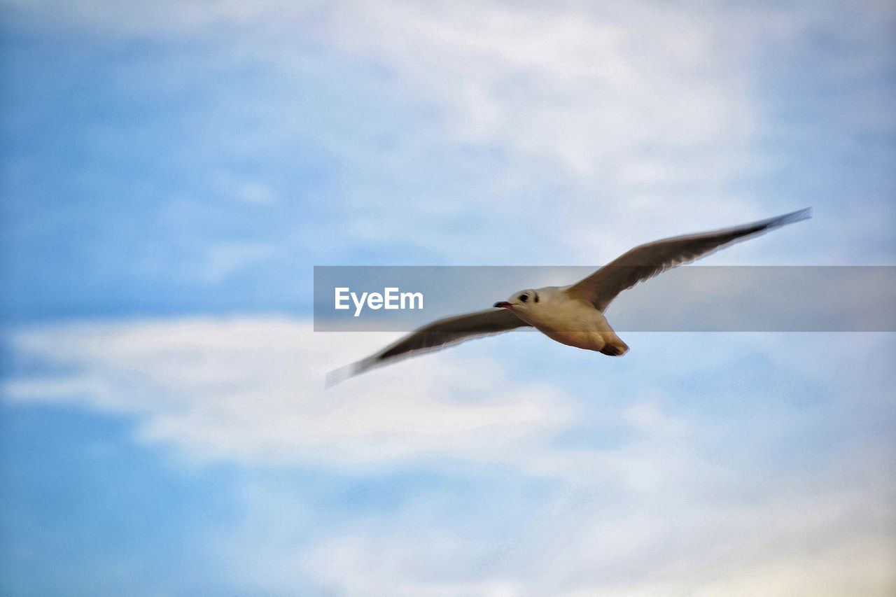 Low angle view of seagull flying against sky