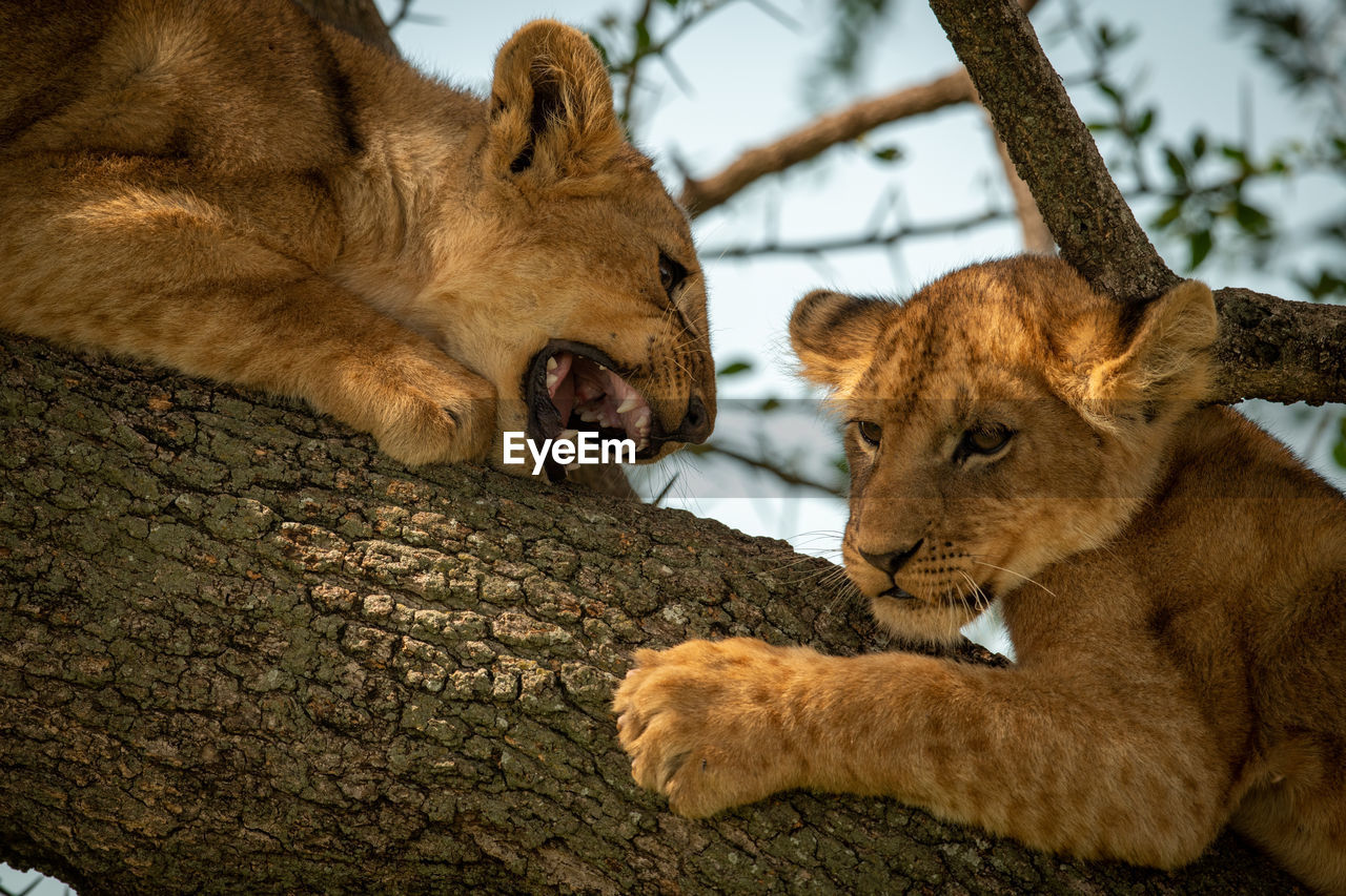 Lions cubs on branch of tree