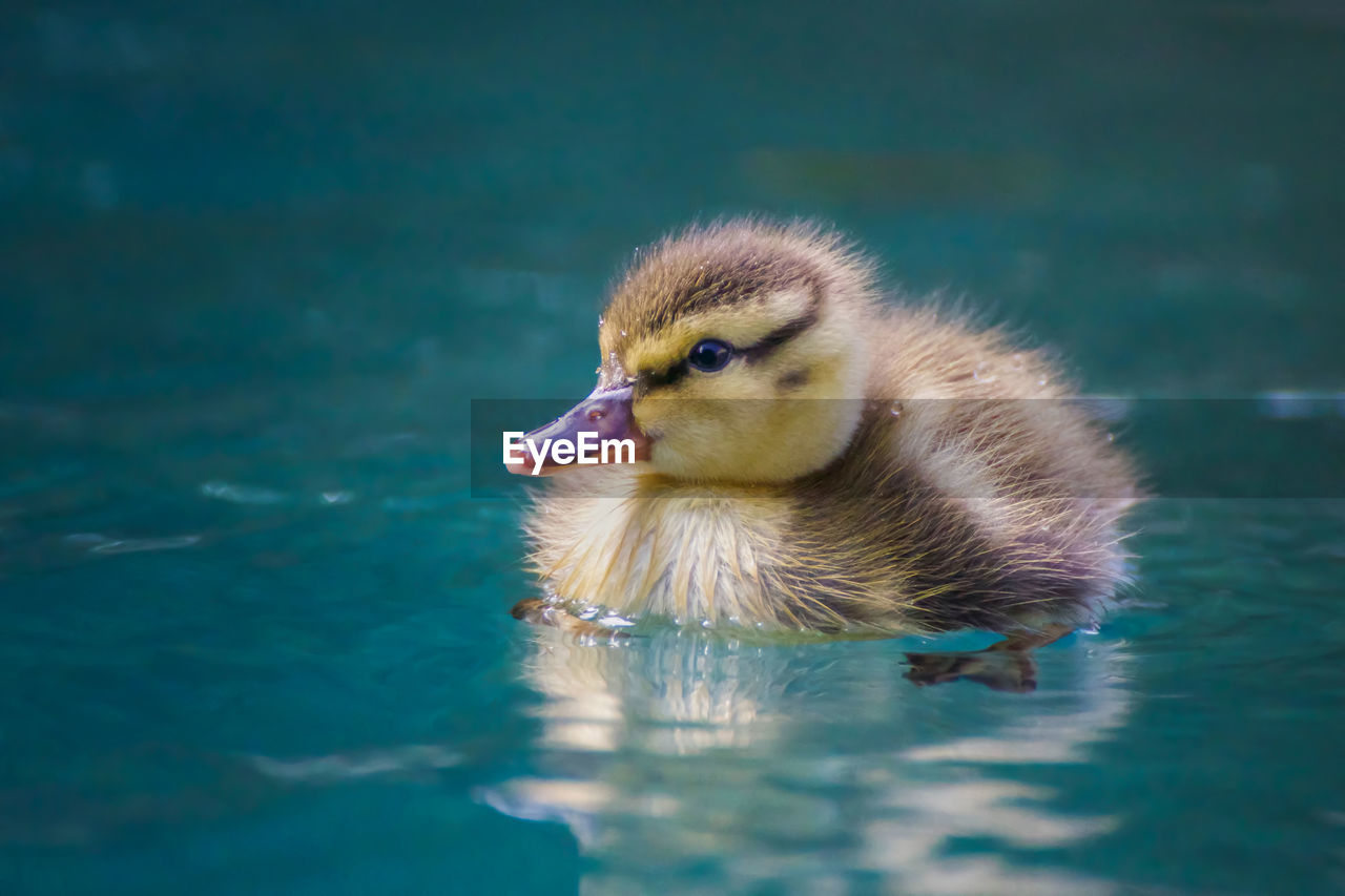 CLOSE-UP OF A DUCK IN LAKE