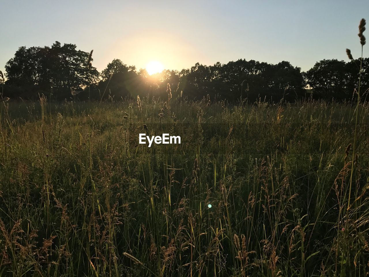 PLANTS GROWING ON FIELD AGAINST SKY AT SUNSET