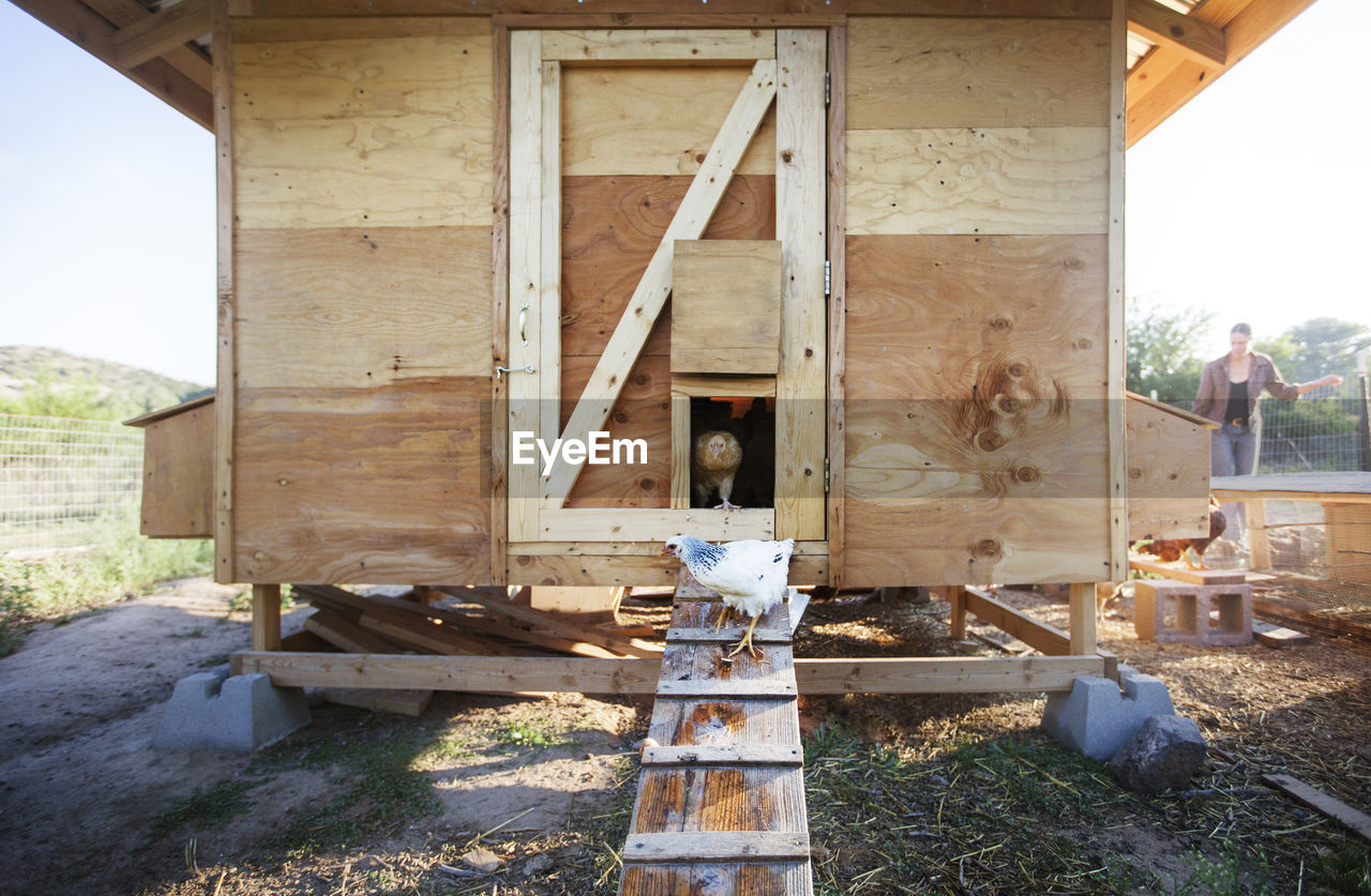 Hens standing against chicken coop at farm