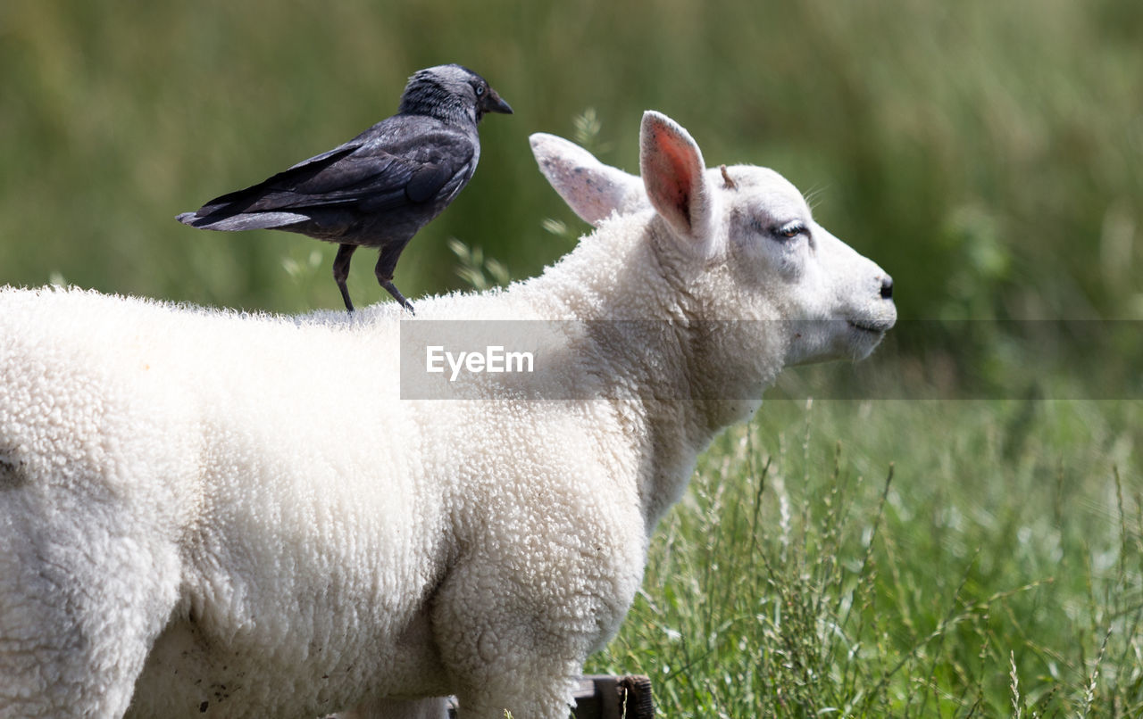 Raven on sheep