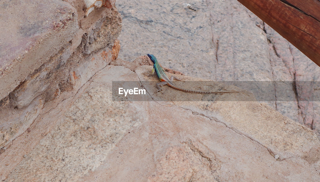 Blue green african lizard on rocks in mountain range of south africa