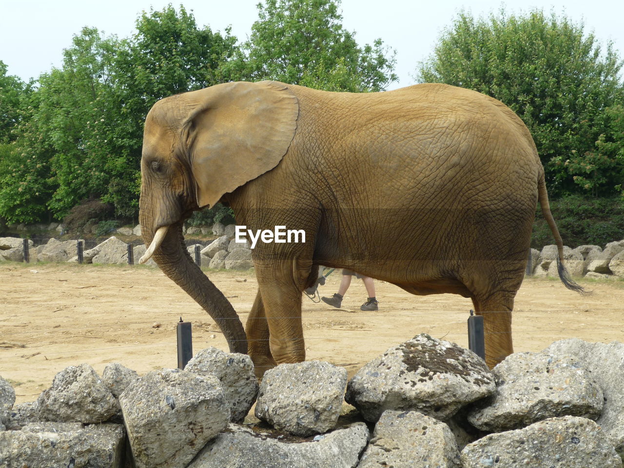 Elephant standing by trees against sky