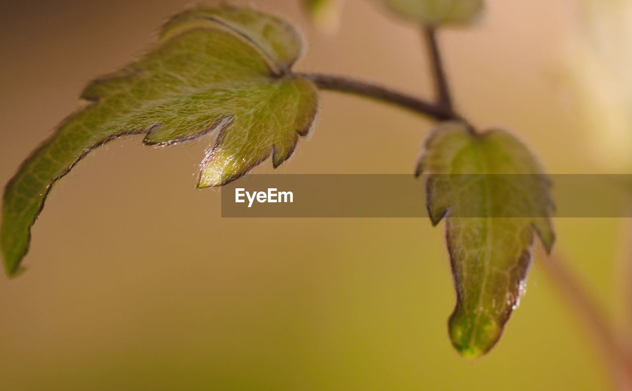 green, plant, close-up, macro photography, leaf, branch, nature, plant stem, yellow, plant part, focus on foreground, no people, growth, flower, tree, beauty in nature, bud, freshness, food, outdoors, food and drink, day, selective focus, produce, fruit, fragility