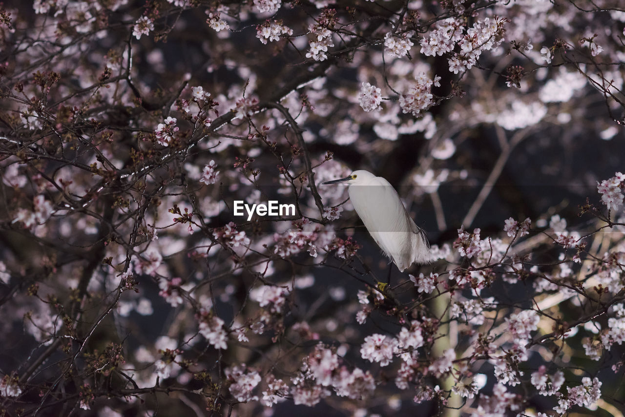 Close-up of cherry blossom tree