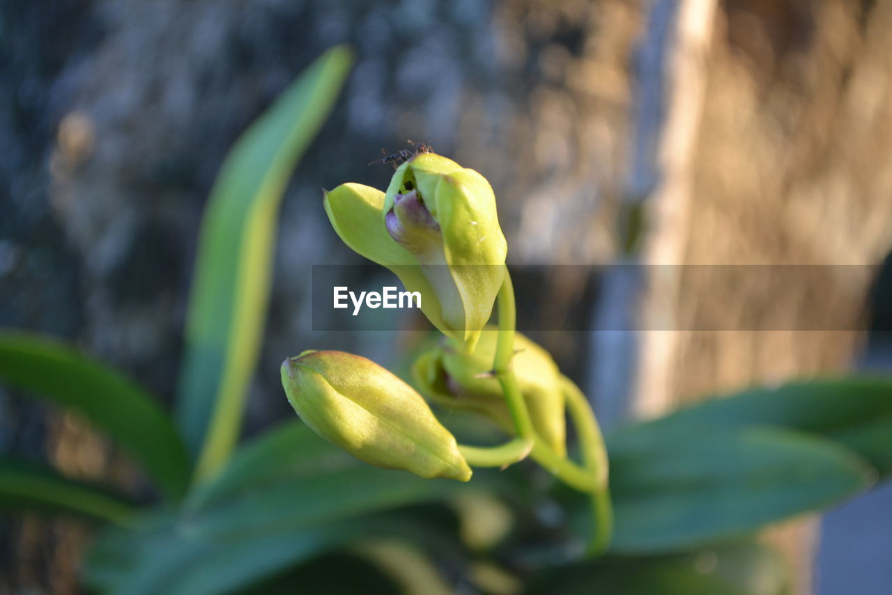 CLOSE-UP OF GREEN PLANT ON LEAF