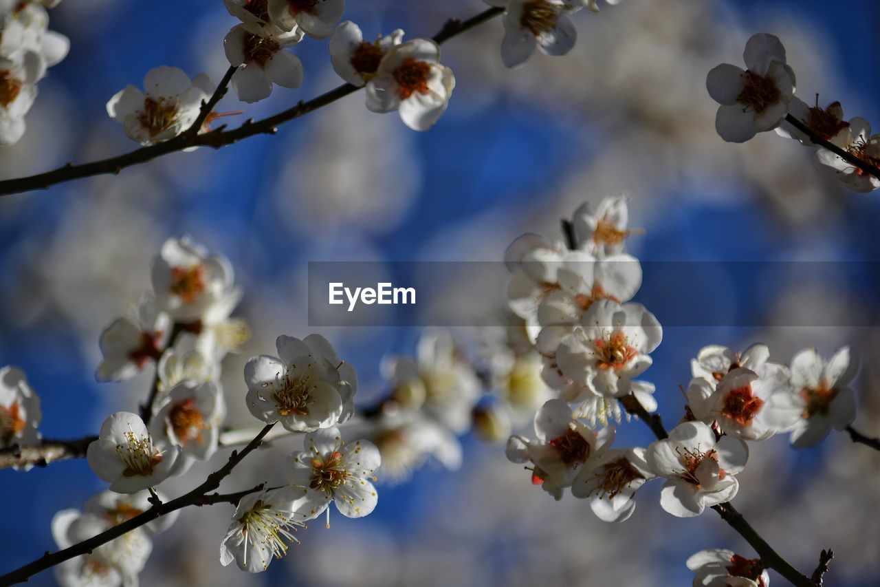 CLOSE-UP OF APPLE BLOSSOMS IN SPRING