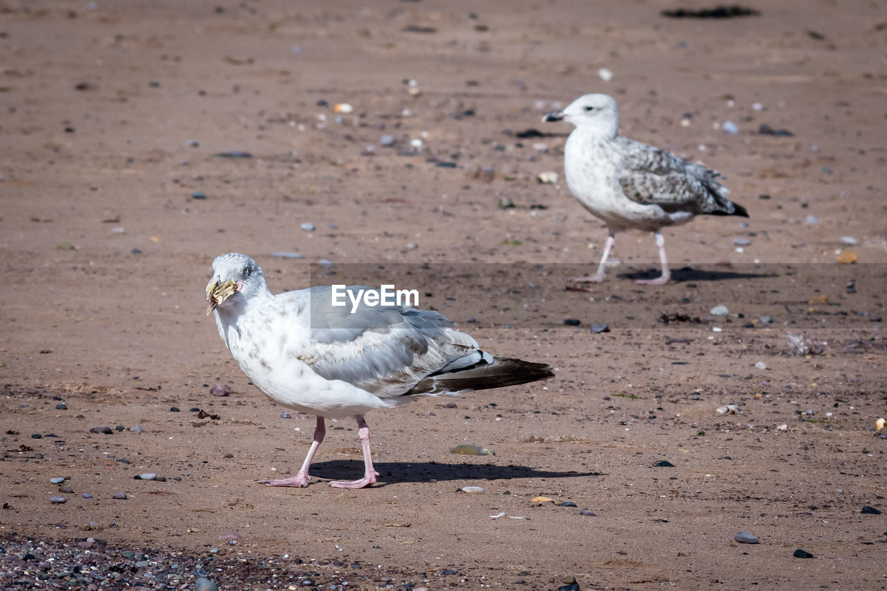 Seagull standing on sand