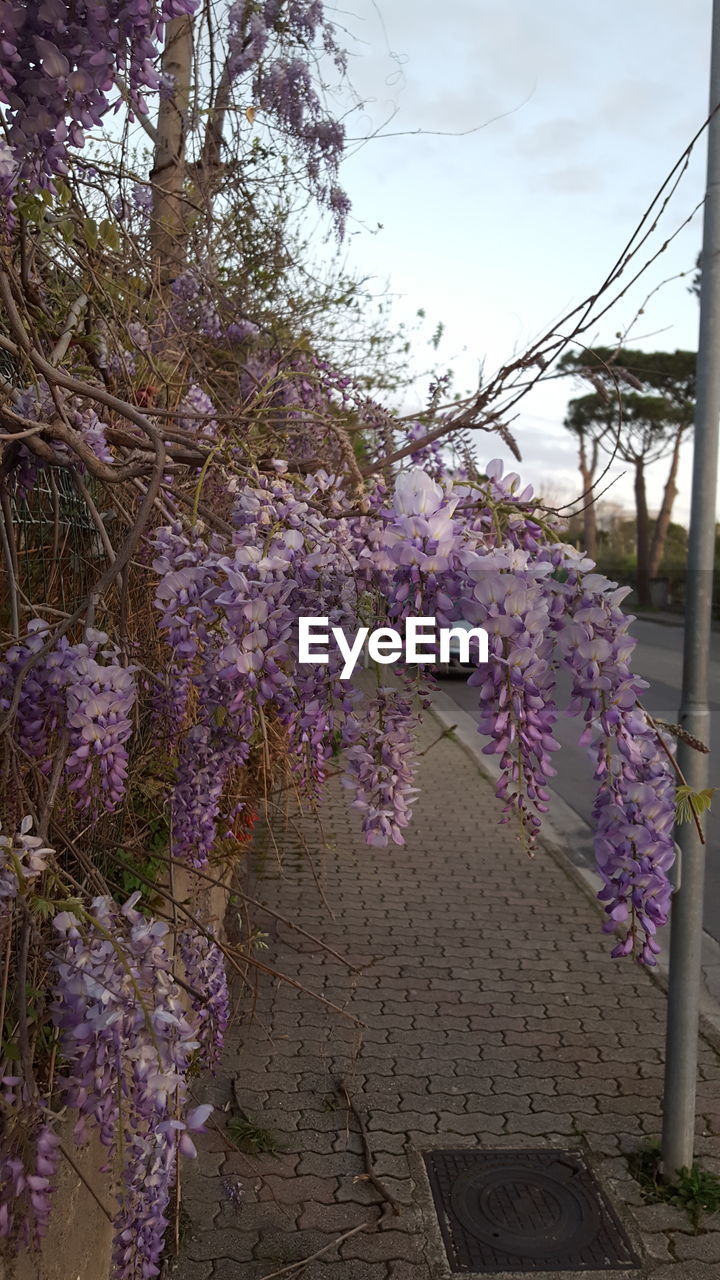 PURPLE FLOWERING PLANTS