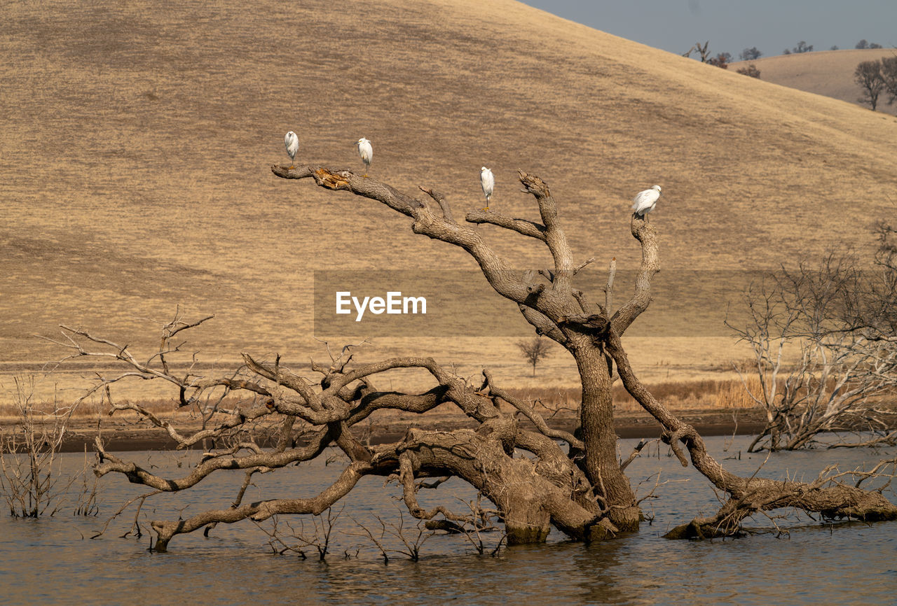 Snowy egrets perched on sunken tree on reservoir with water, sky and golden hill in background