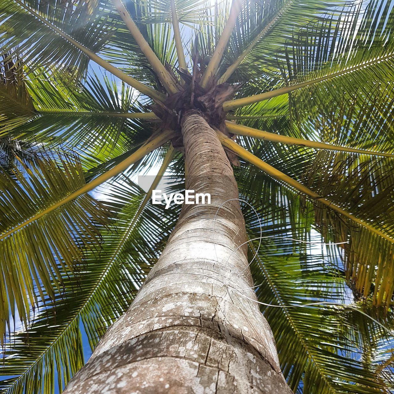 LOW ANGLE VIEW OF PALM TREES