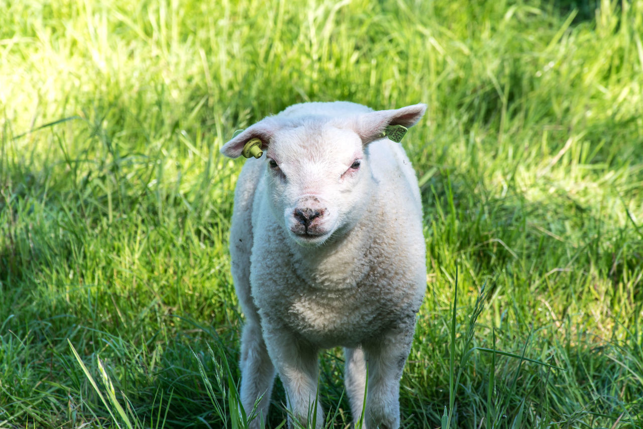 PORTRAIT OF WHITE DOG ON FIELD