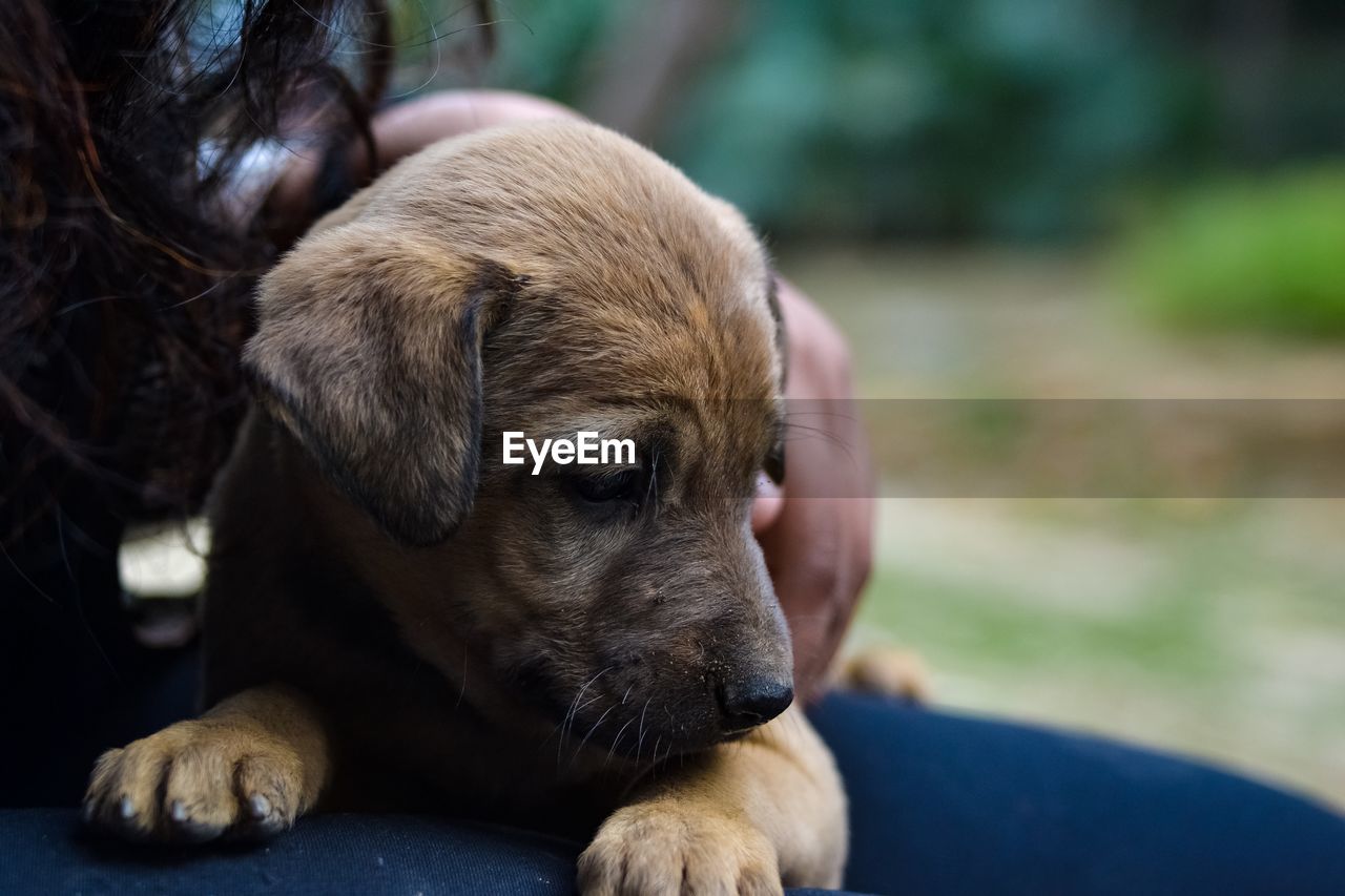 Close-up of puppy sitting on lap 