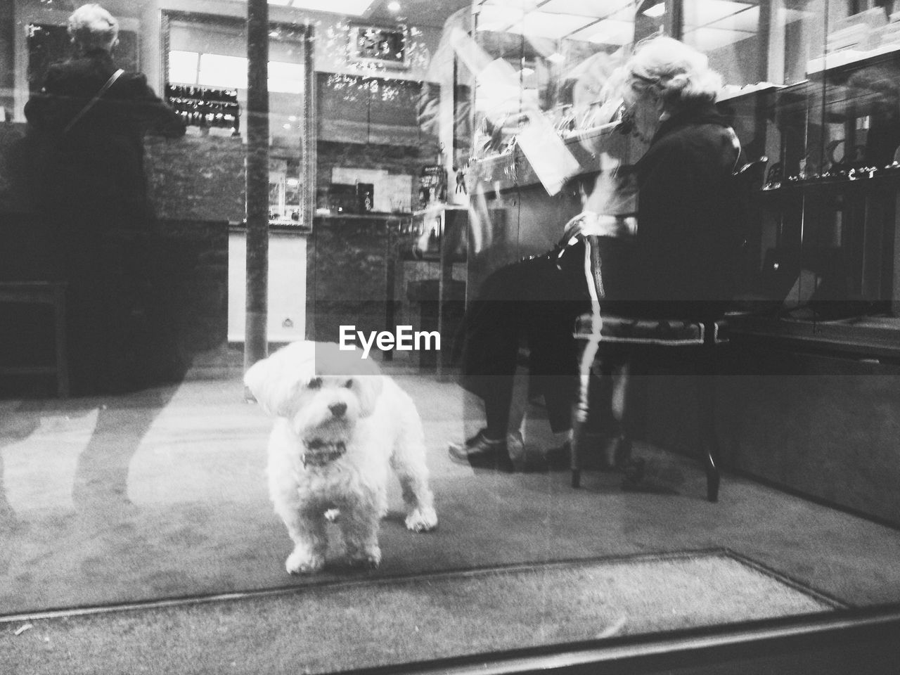 Dog seen through glass