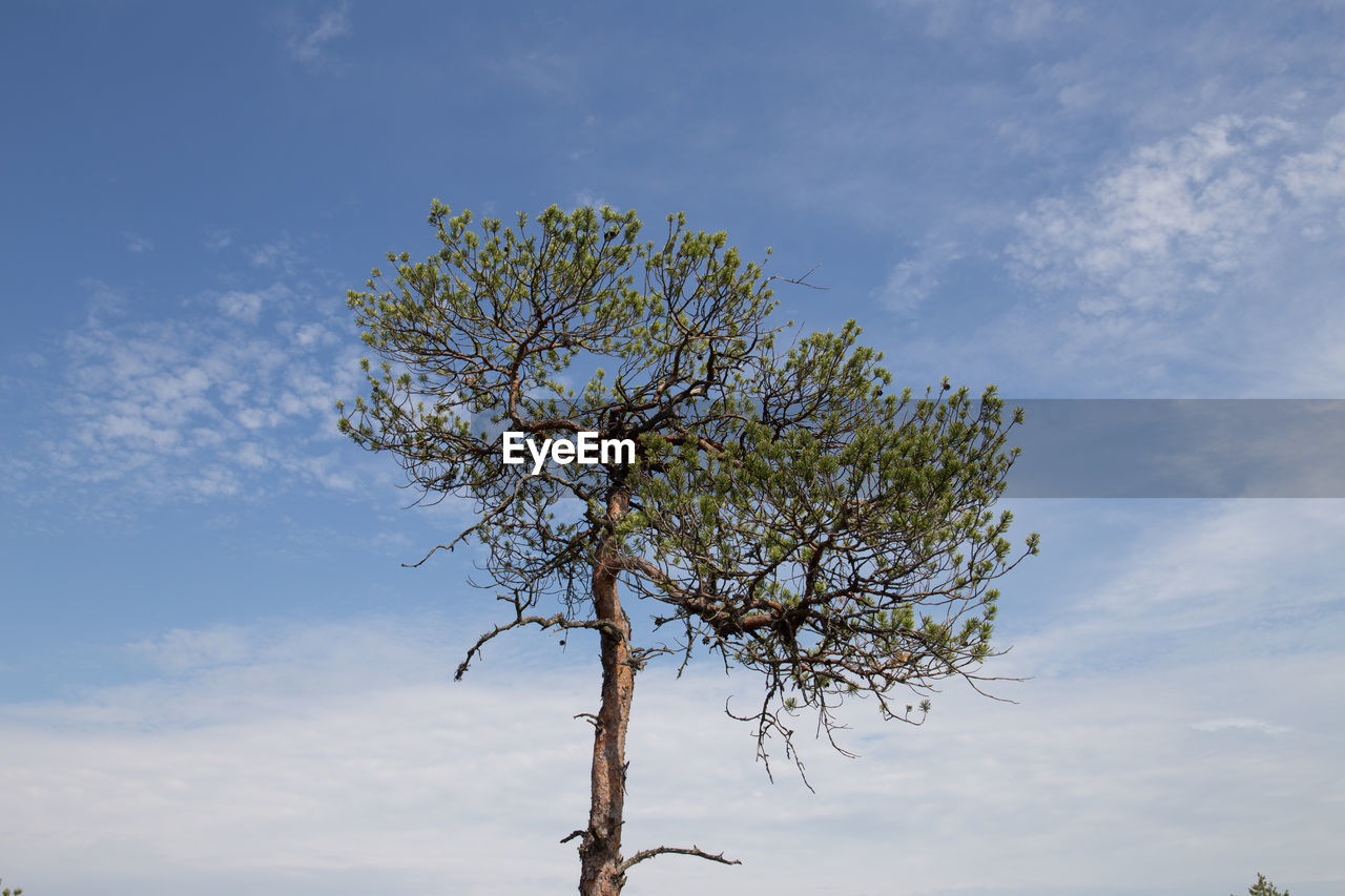 LOW ANGLE VIEW OF TREE AGAINST BLUE SKY