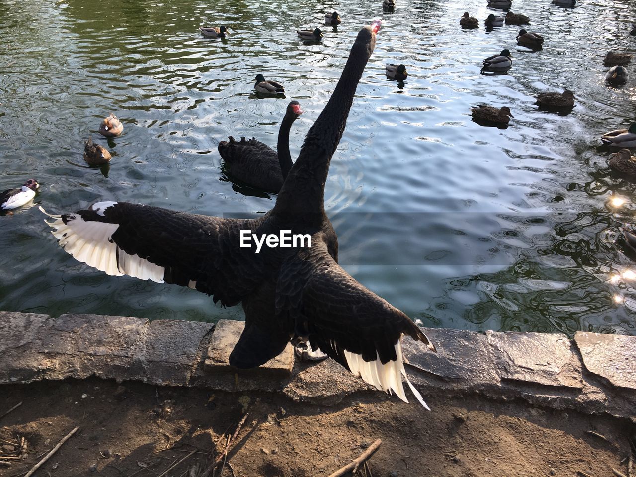 HIGH ANGLE VIEW OF SWANS SWIMMING ON LAKE