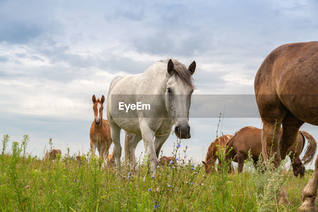 Horses heavyweights walking in nature 