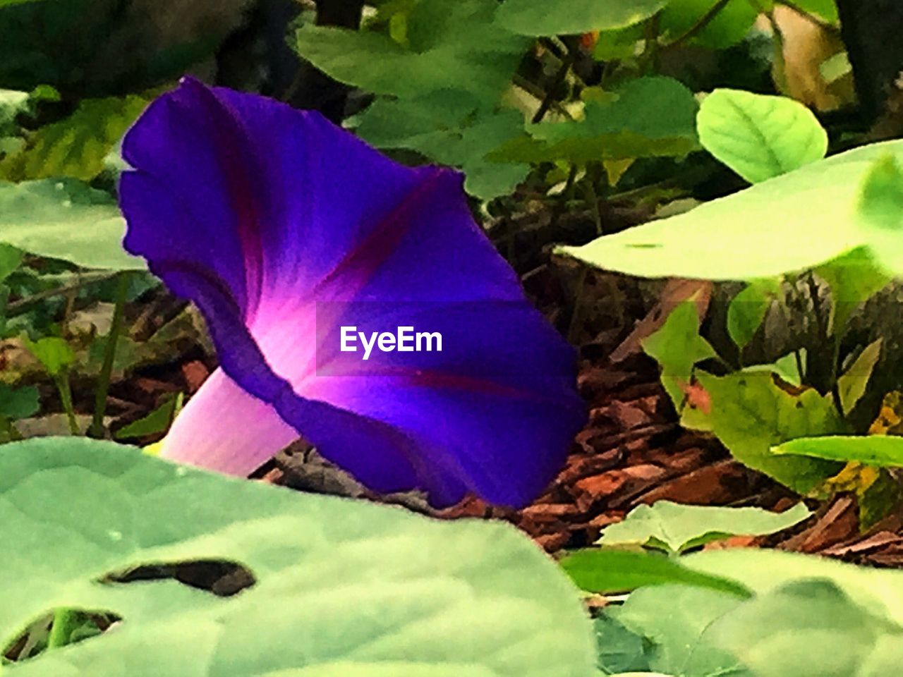 CLOSE-UP OF PURPLE FLOWER GROWING OUTDOORS