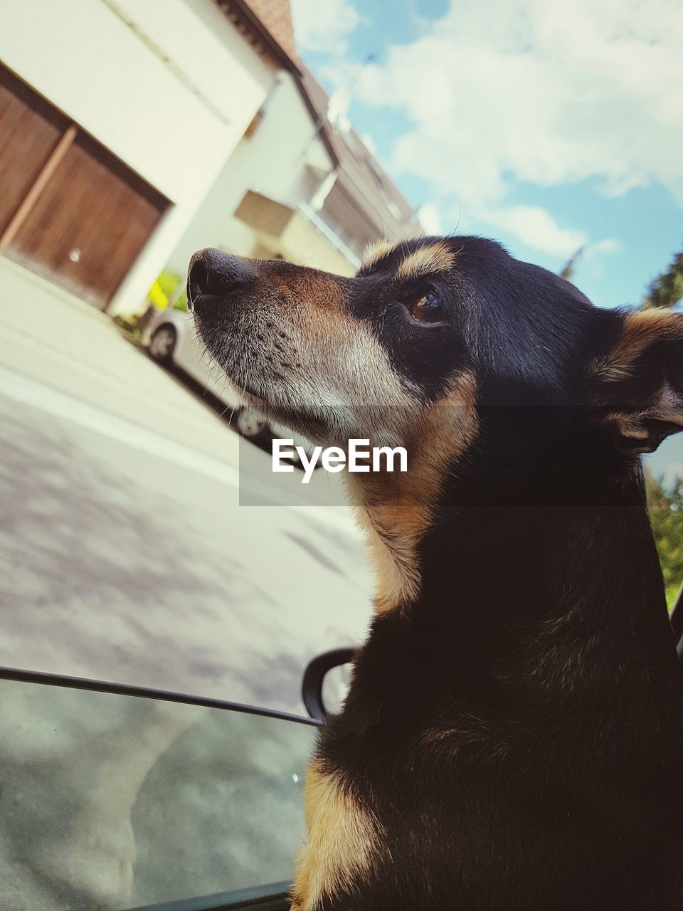 CLOSE-UP OF A DOG LOOKING AWAY AGAINST SKY