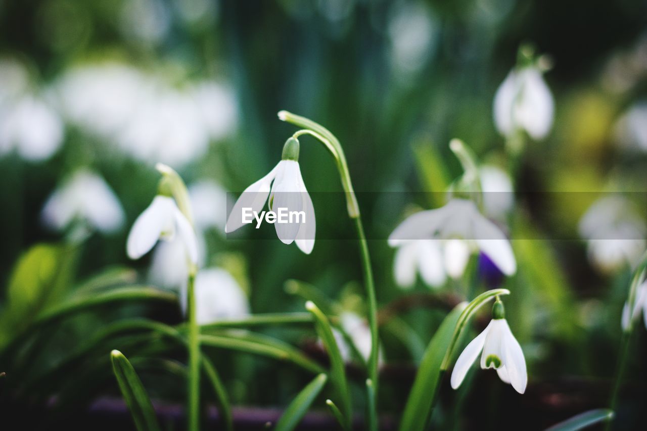 CLOSE-UP OF WHITE FLOWER