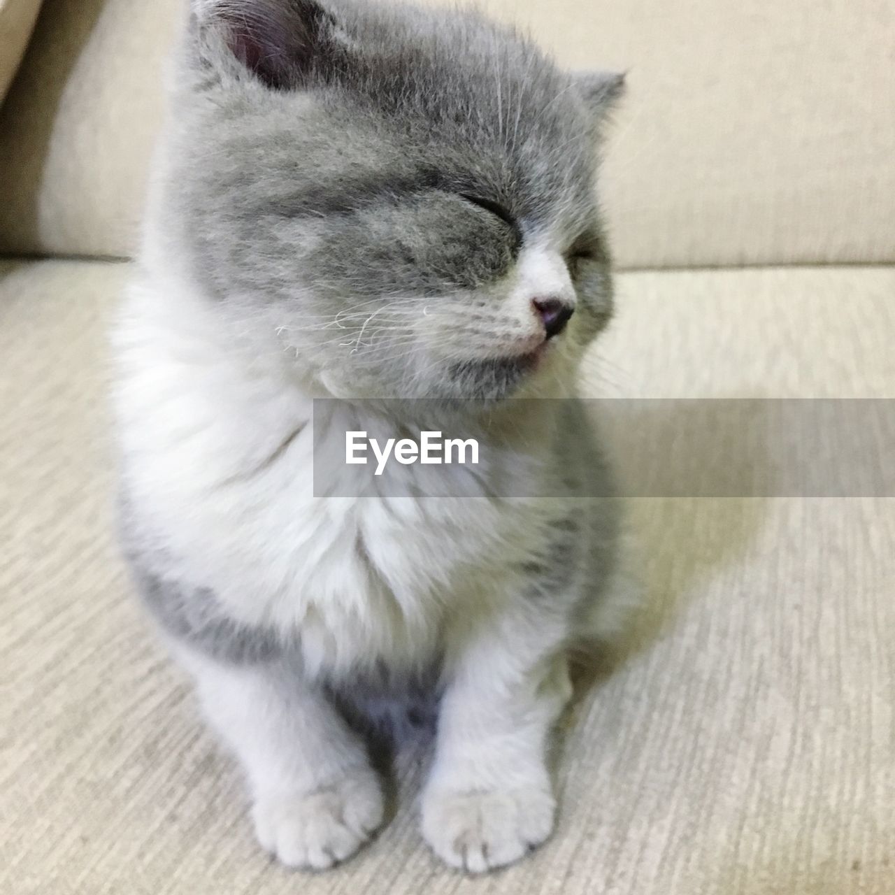 Close-up of a cat with eyes closed