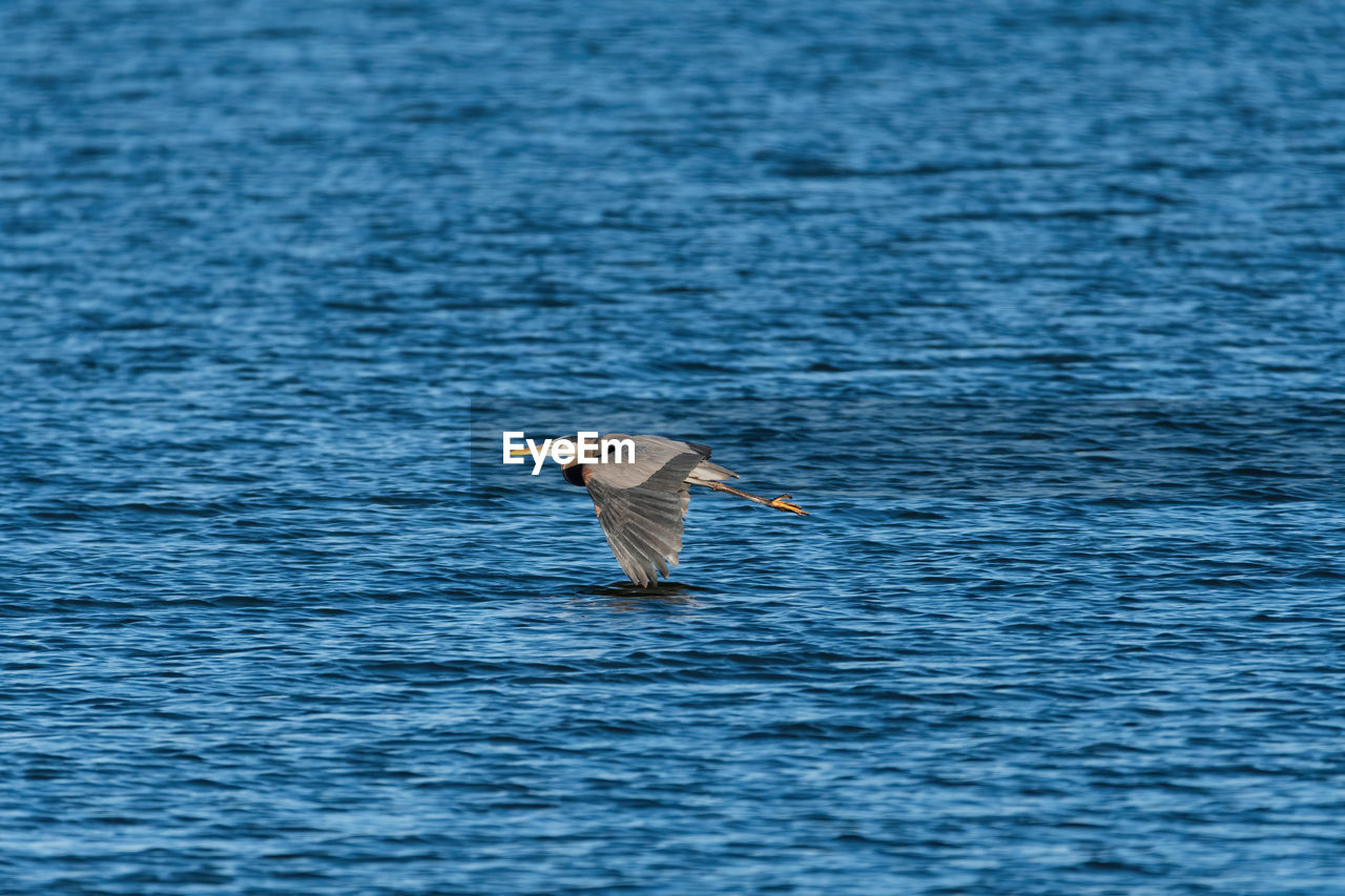 BIRD FLYING OVER CALM SEA