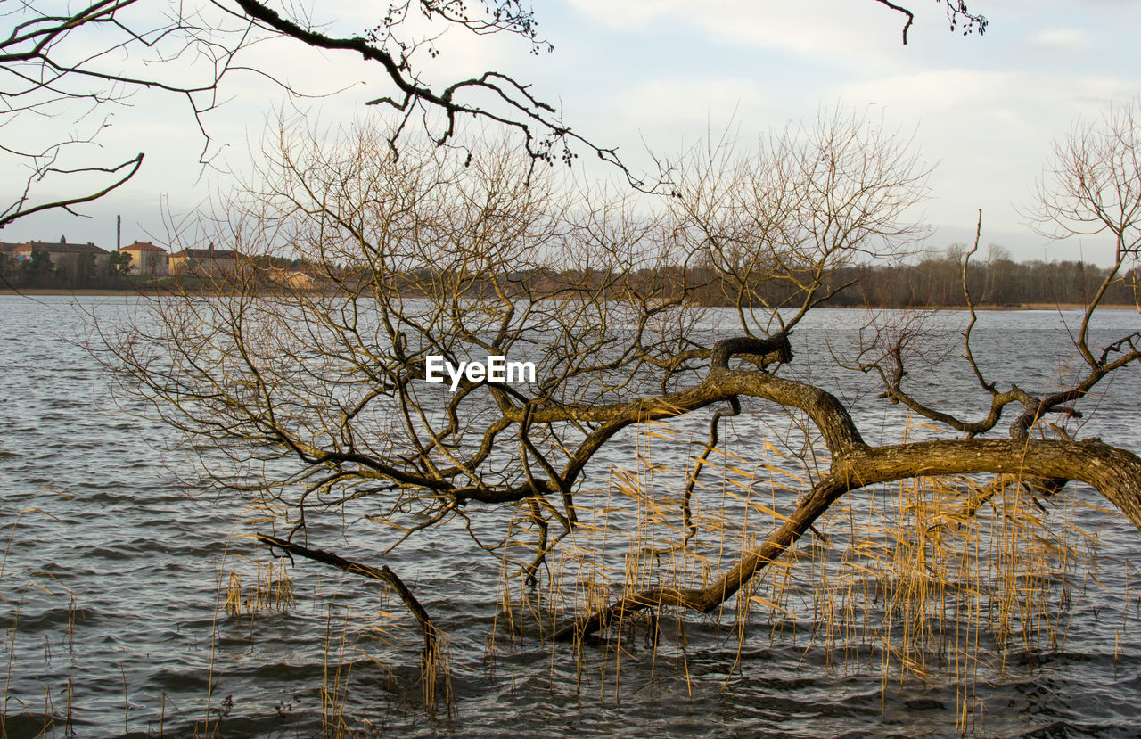 BARE TREES IN LAKE
