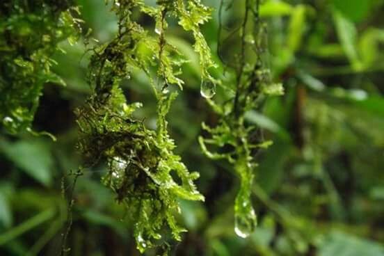 CLOSE-UP OF PLANT AGAINST BLURRED BACKGROUND